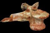 Spinosaurus Cervical (Neck) Vertebrae - Kem Kem Beds #110485-3
